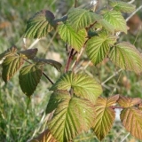 Kako saditi maline u jesen?